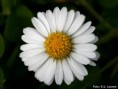 /album/madeliefje/bellis-perennis-madeliefje2-jpg/